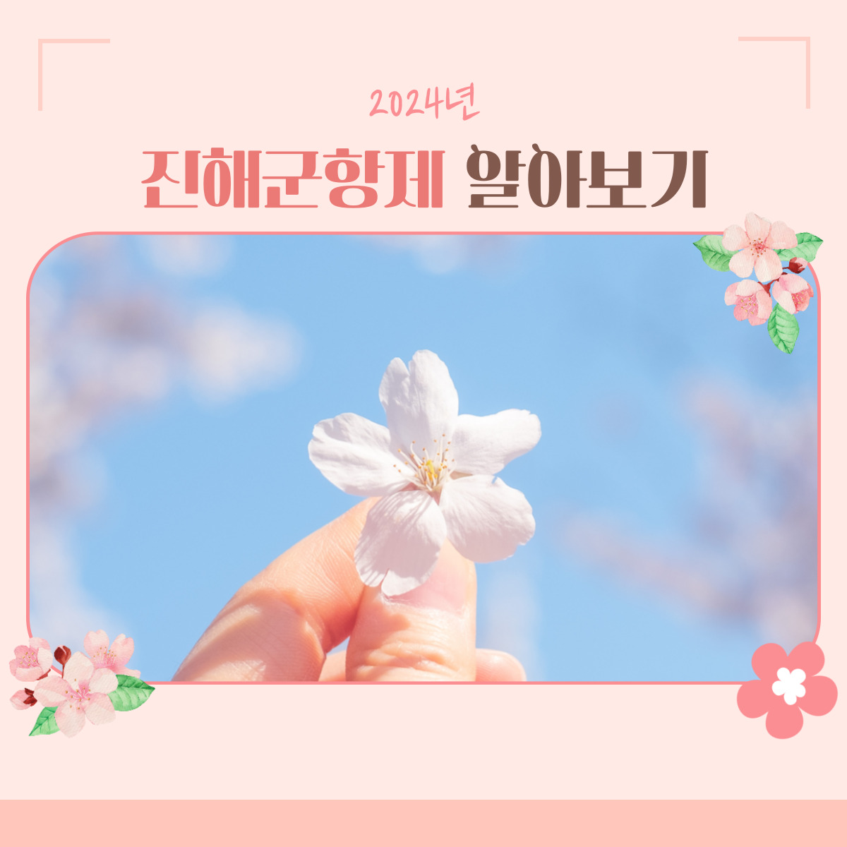 2024 진해 군항제 벚꽃축제 | 개화시기, 일정, 기본정보 알아보기